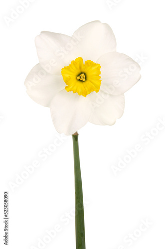 Single flower of a yellow-cupped white daffodil