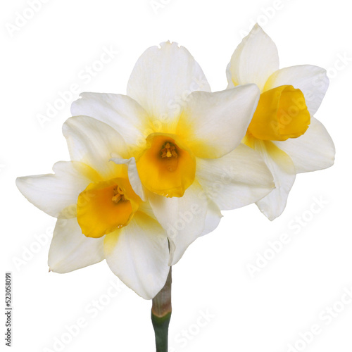 Single stem with three yellow-cupped white jonquil flowers