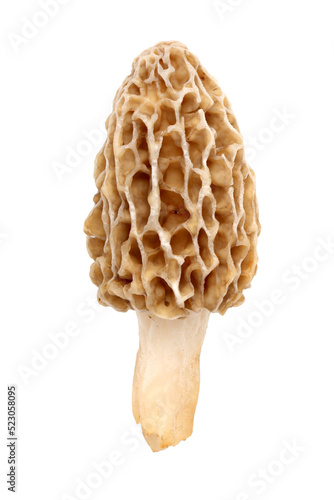 Yellow morel mushroom (Morchella esculenta) fruiting body collected in a back yard in Indiana 