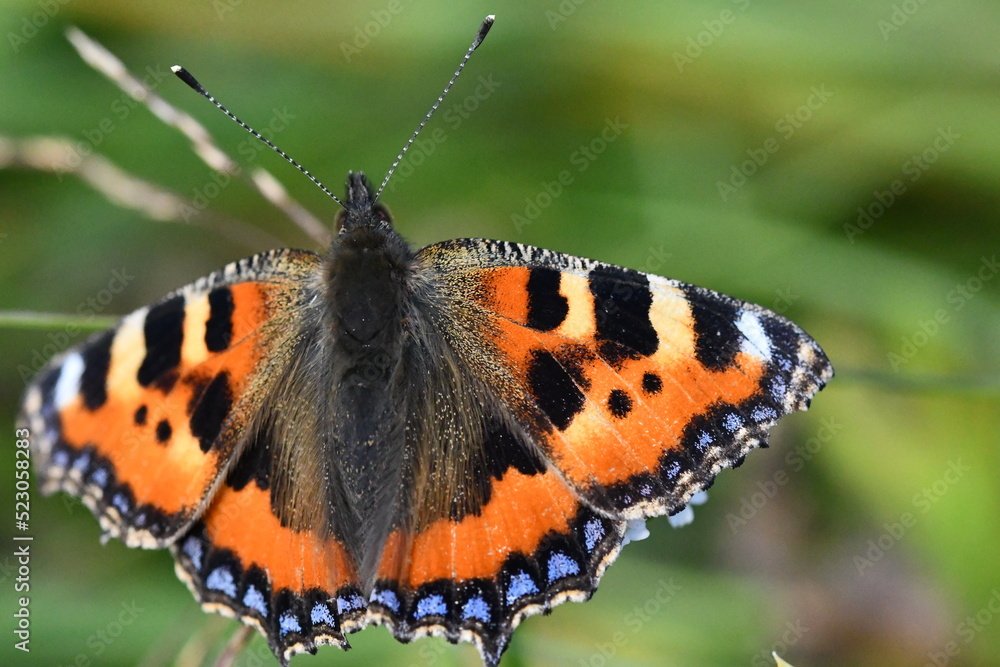 Obraz premium Small Tortoiseshell (Aglais urticae) butterfly, Kilkenny, Ireland
