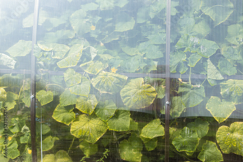 Growing cucumbers in a polycarbonate greenhouse photo