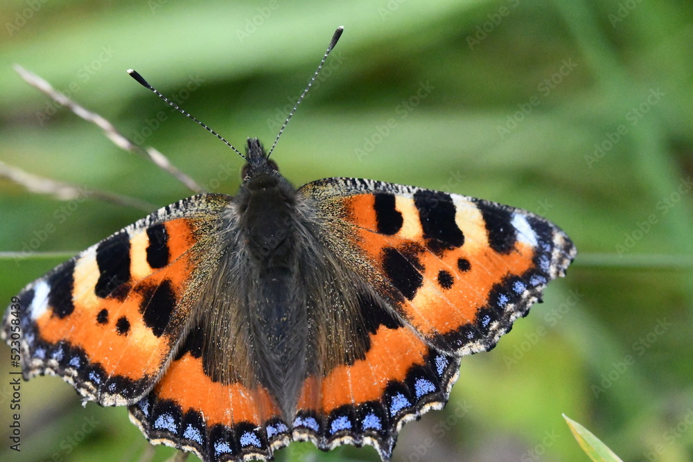 Obraz premium Small Tortoiseshell (Aglais urticae) butterfly, Kilkenny, Ireland