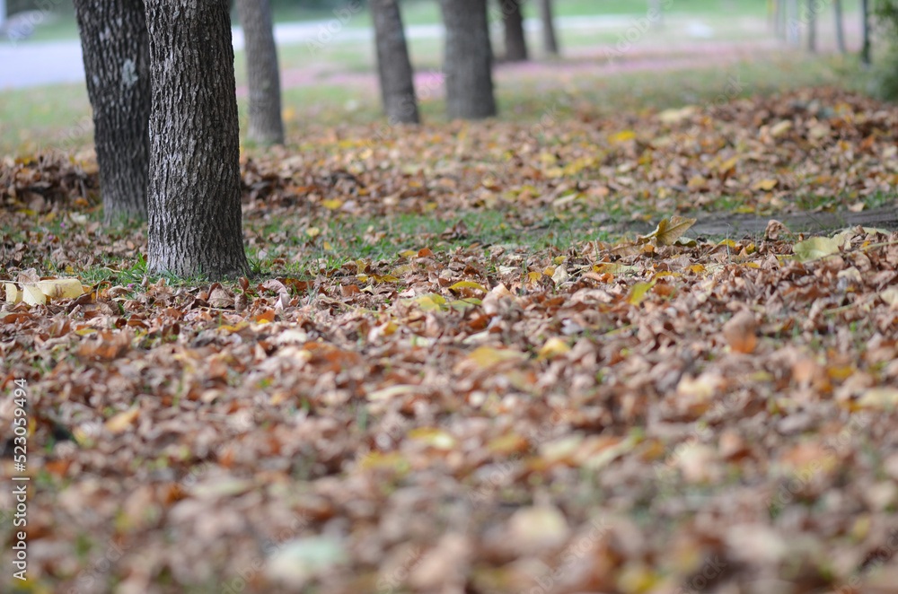 Selective focus shot of dry leaves on the ground with a blurred background
