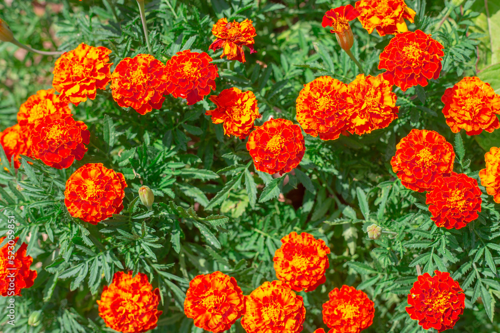 orange Tagetes flowers in a flower bed. Decorative bright plants in the garden