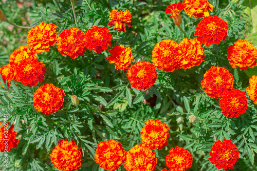 orange Tagetes flowers in a flower bed. Decorative bright plants in the garden © Natalia