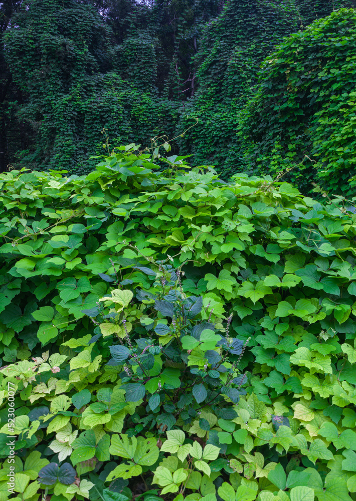Fototapeta premium Kudzu