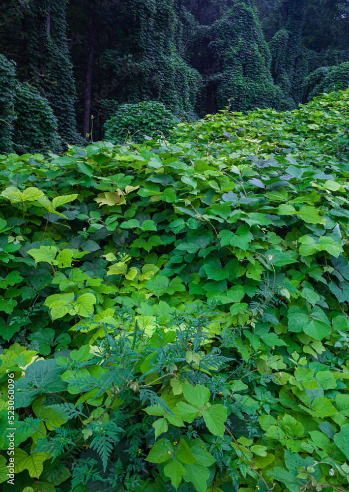 Kudzu Kudzu