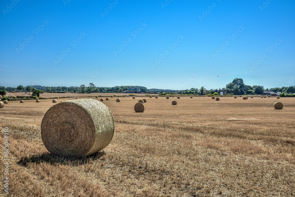 Fototapeta premium Harvesting the hay fields in Norfolk