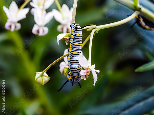 Danaus gilippus caterpillar (the queen butterfly). Garden scene