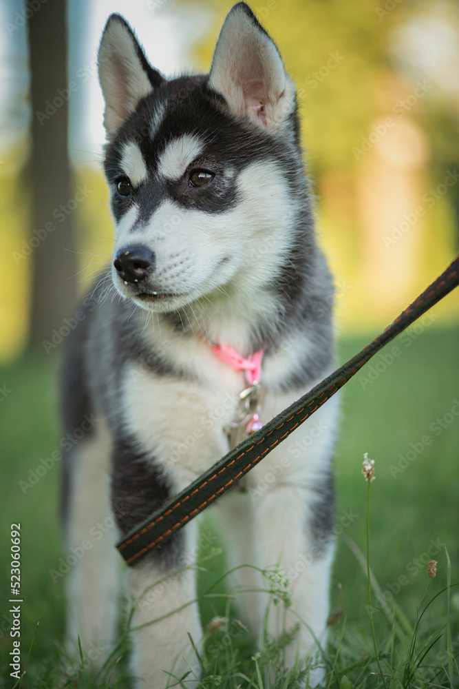 Beautiful young purebred husky puppy on a walk on a leash in the park.