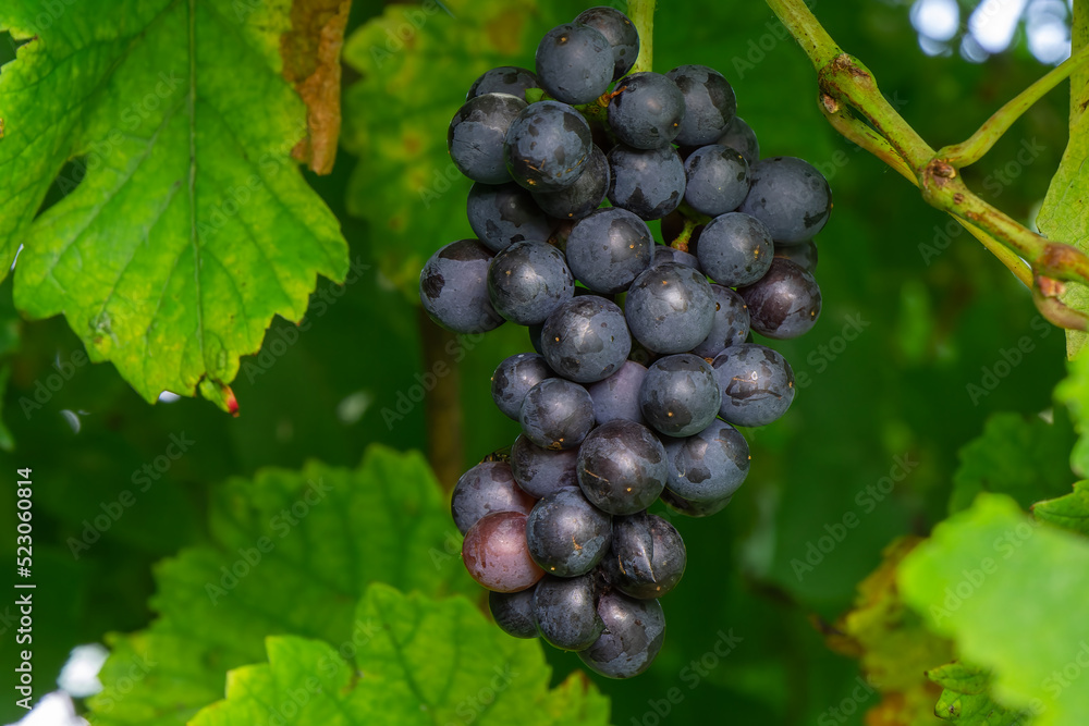 Blue grapes just before harvest in autumn Blue grapes just before harvest in autumn