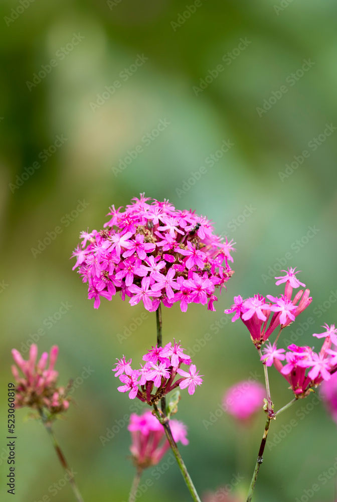 Obraz premium Flowers of Atocion compactum in July