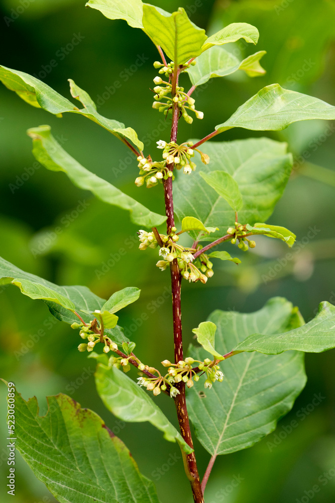 Frangula alnus, known as alder buckthorn, glossy buckthorn, or breaking buckthorn, is a tall deciduous shrub in the family Rhamnaceae. Frangula alnus ssp. pontica endemic to Eastern Black Sea. Frangula alnus, known as alder buckthorn, glossy buckthorn, or breaking buckthorn, is a tall deciduous shrub in the family Rhamnaceae. Frangula alnus ssp. pontica endemic to Eastern Black Sea.