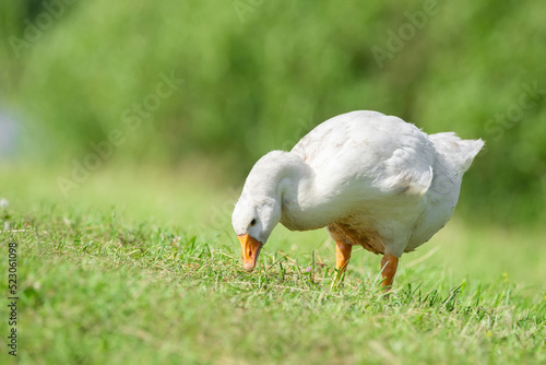 side view of white goose standing on green grass...