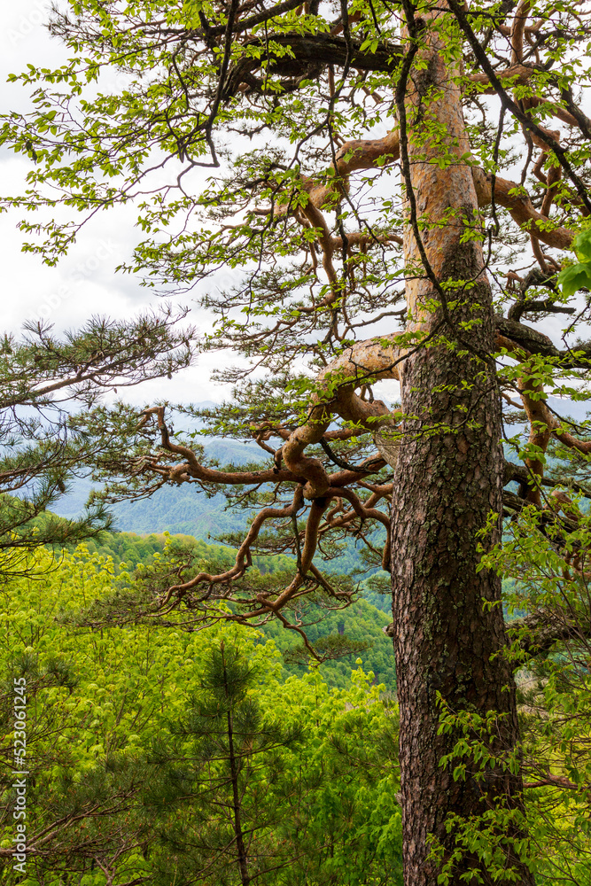 Fototapeta premium summer, morning on a mountain plateau, mountain panorama, awakening in nature and the birth of a new life.