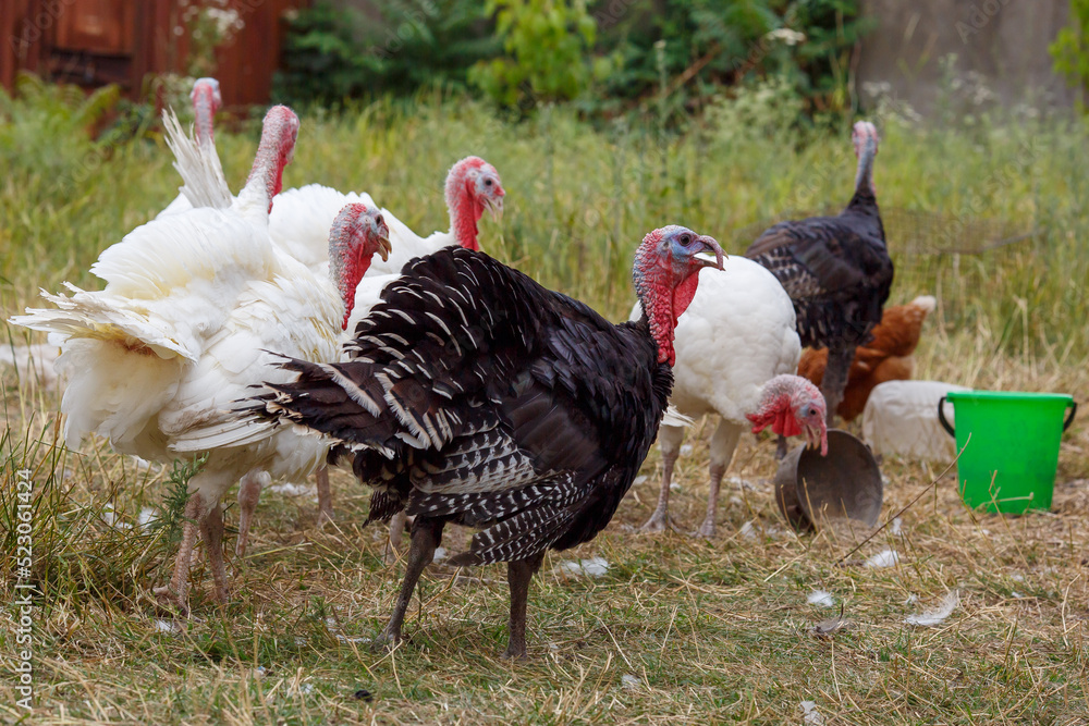 Turkeys on green pasture. Domestic large birds on lawn at farm Turkeys on green pasture. Domestic large birds on lawn at farm