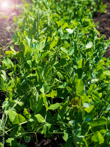 The process of growing peas. Young peas in open field. Organic cultivation in the garden