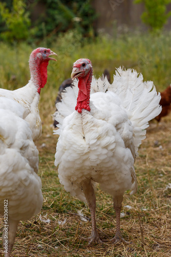 Turkeys on green pasture. Domestic large birds on lawn at farm
