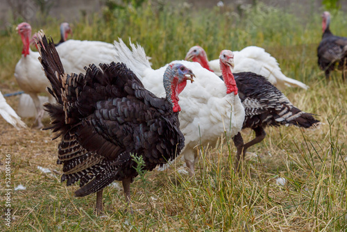 Turkeys on green pasture. Domestic large birds on lawn at farm