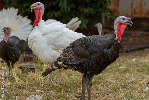 Turkeys on green pasture. Domestic large birds on lawn at farm