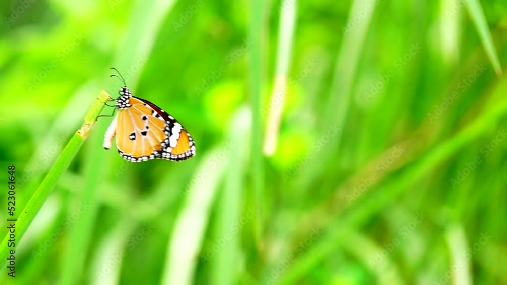 HD 1080p 250fps slow motion Thai beautiful butterfly on meadow flowers nature outdoor