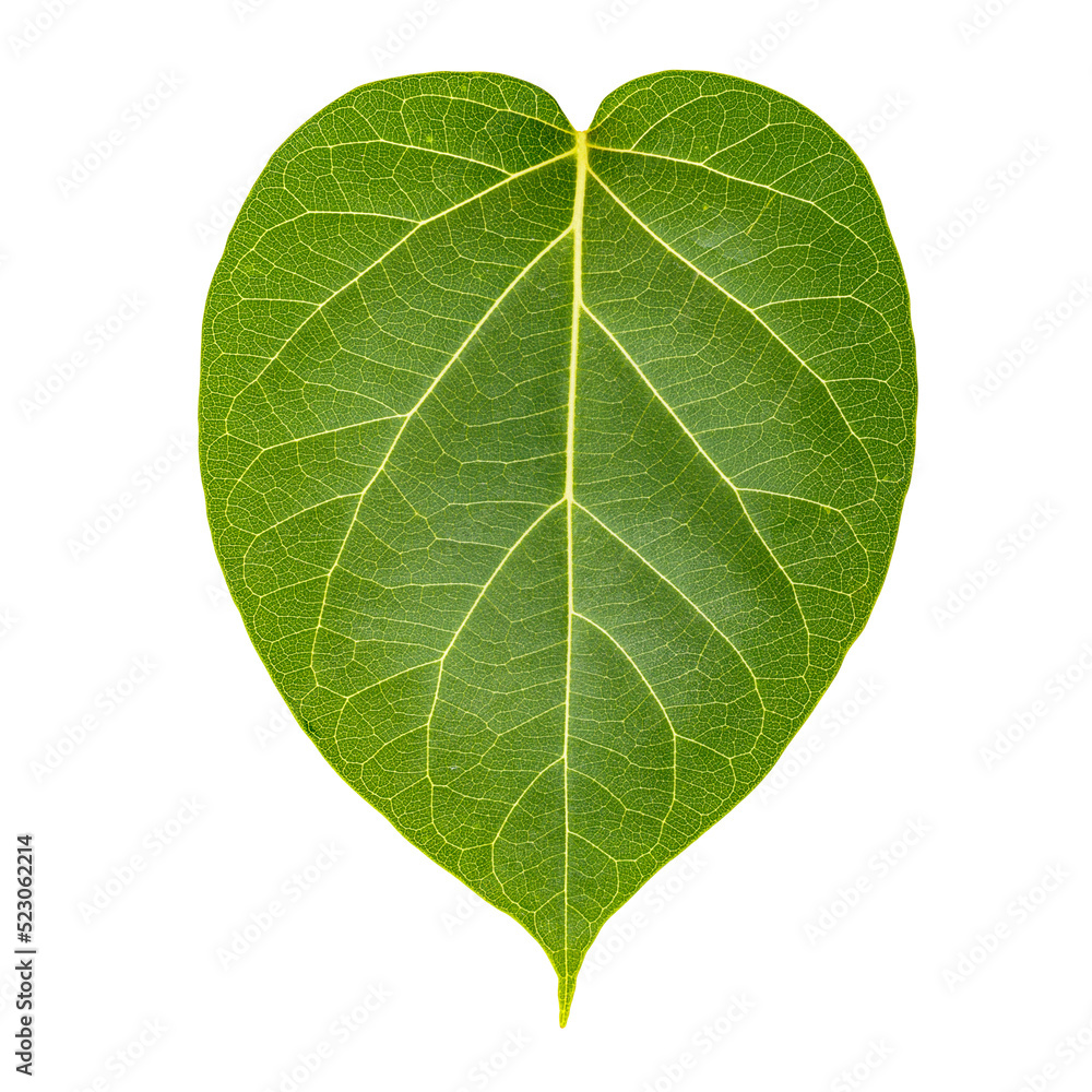 Obraz premium Green leaf 