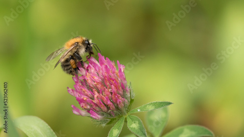A bumblebee (or bumble bee, bumble-bee, or humble-bee) is any of over 250 species in the genus Bombus, part of Apidae