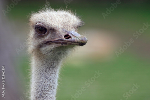 La tête d'une autruche