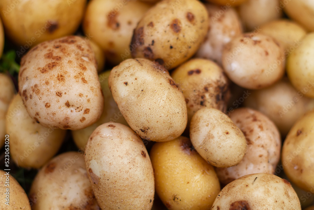Fresh potatoes have been dug up in the field and are lying on the ground Fresh potatoes have been dug up in the field and are lying on the ground