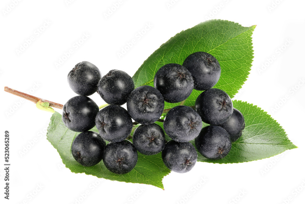 Aronia berries isolated on white background Aronia berries isolated on white background