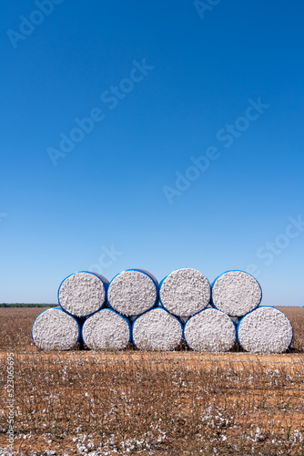 Beautiful view of farm field full of harvest cotton bales in sunny summer day. Mato Grosso, Brazil. Concept of agriculture, ecology, environment, logistics, industry, textile, economy.