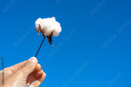 Closeup of farmer hand holding twig of cotton bud in farm plantation with blurred blue sky background. Mato Grosso, Brazil. Concept of agriculture, ecology, environment, textile industry, nature.