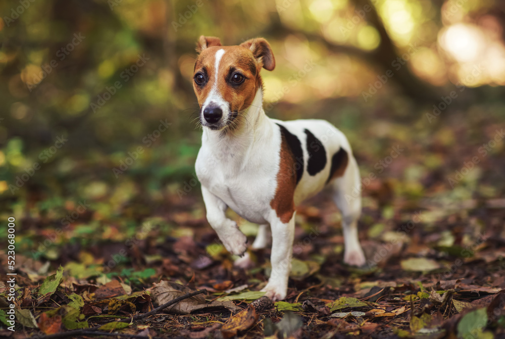 Small Jack Russell terrier walking on forest path, one paw up, ears back, yellow orange leaves in autumn, blurred trees background