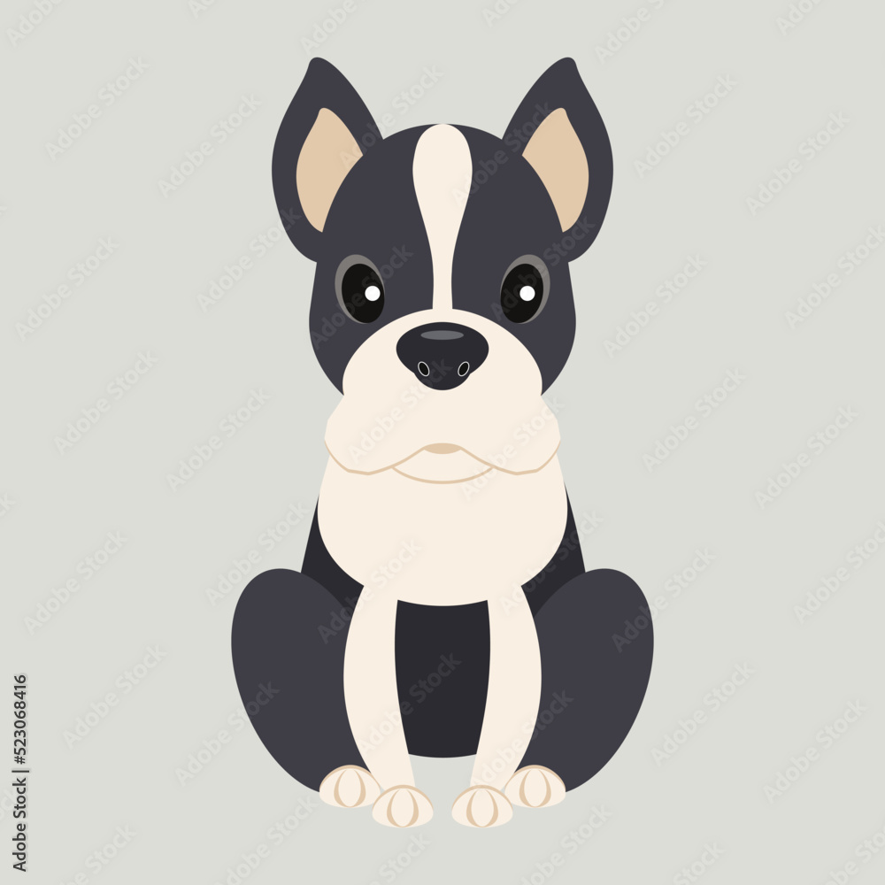 Dog breed Boston Terrie. Vector Dog breed Boston Terrie. Vector