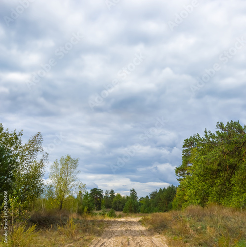 sandy ground road in a forest under dense cloudy sky