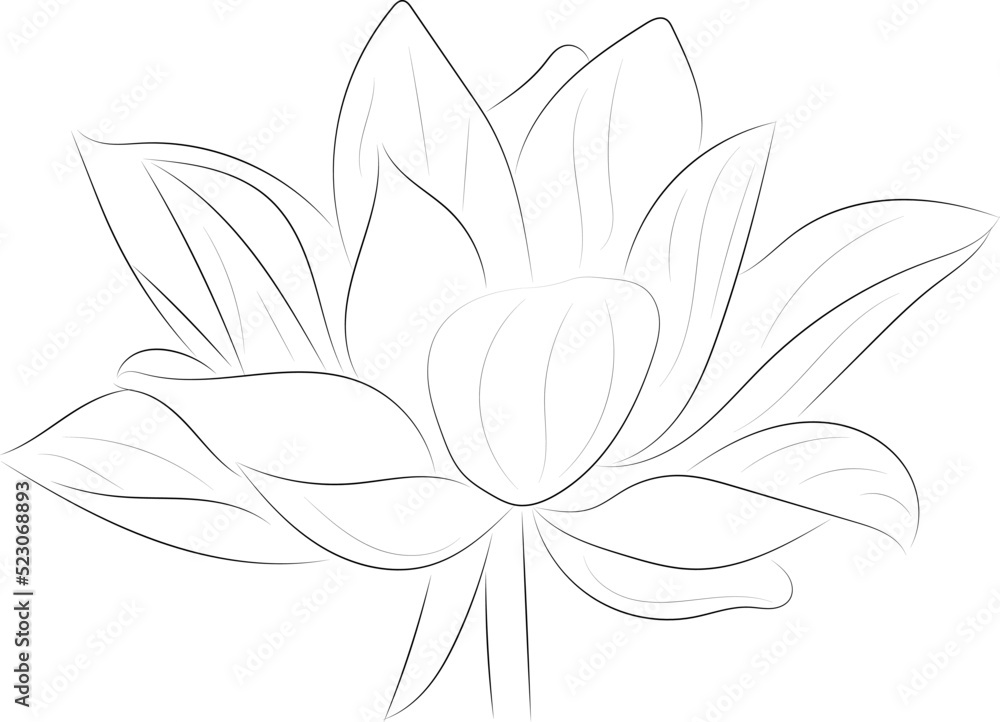 A simple black and white vector line pattern of a flower on a white background. Lotus flower. A simple black and white vector line pattern of a flower on a white background. Lotus flower.