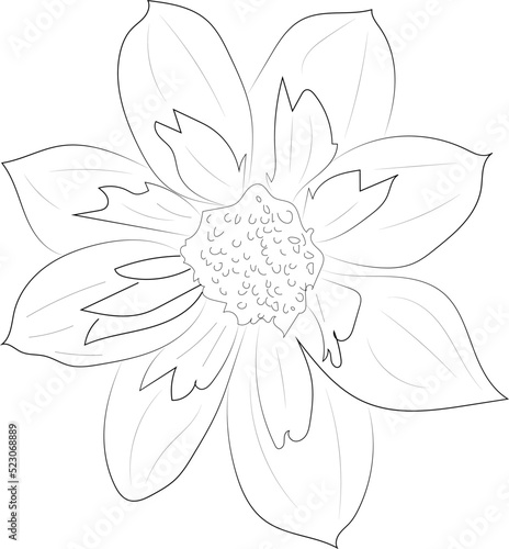 Fototapeta Naklejka Na Ścianę i Meble -  A simple black and white vector line drawing of a flower on a white background.