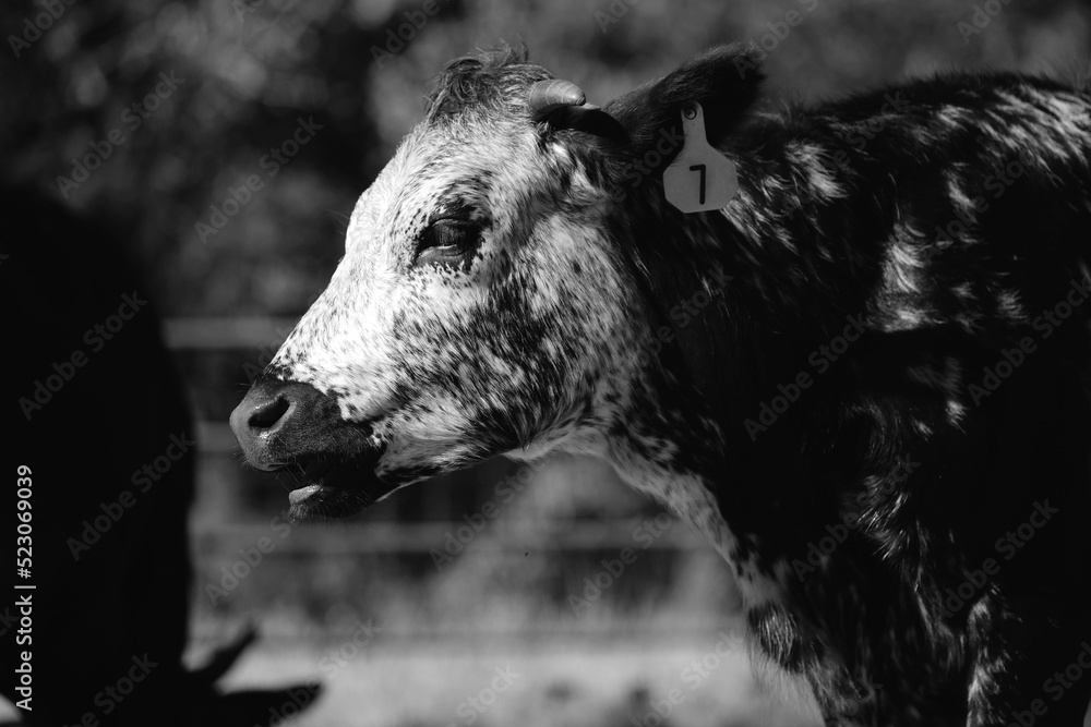 Speckled face of longhorn crossbred cow close up on farm in black and white. Speckled face of longhorn crossbred cow close up on farm in black and white.