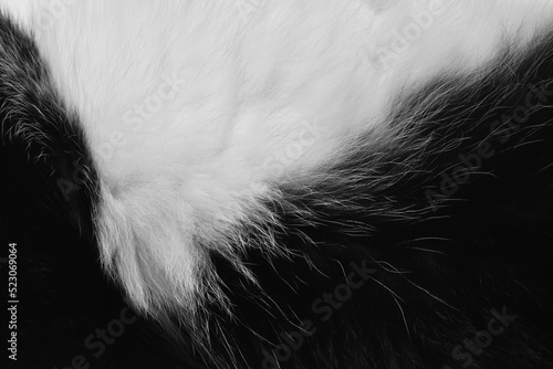 Photography Black and white cat fur texture background.