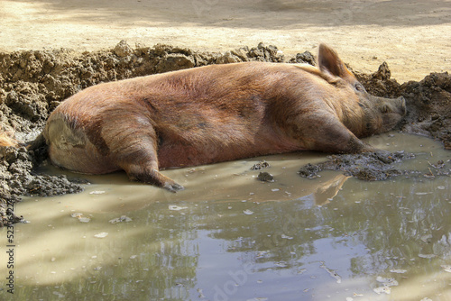 Sleeping pig in mud bath (ID: 523069224)