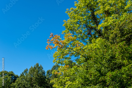 first leaves turning yellow at the end of summer