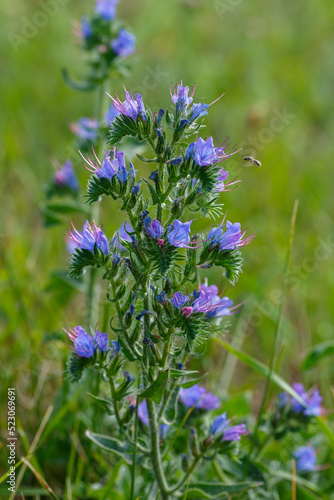 Common bruise   lat. Echium vulgare   is a herbaceous plant  species of the genus Bruise of the Borage family