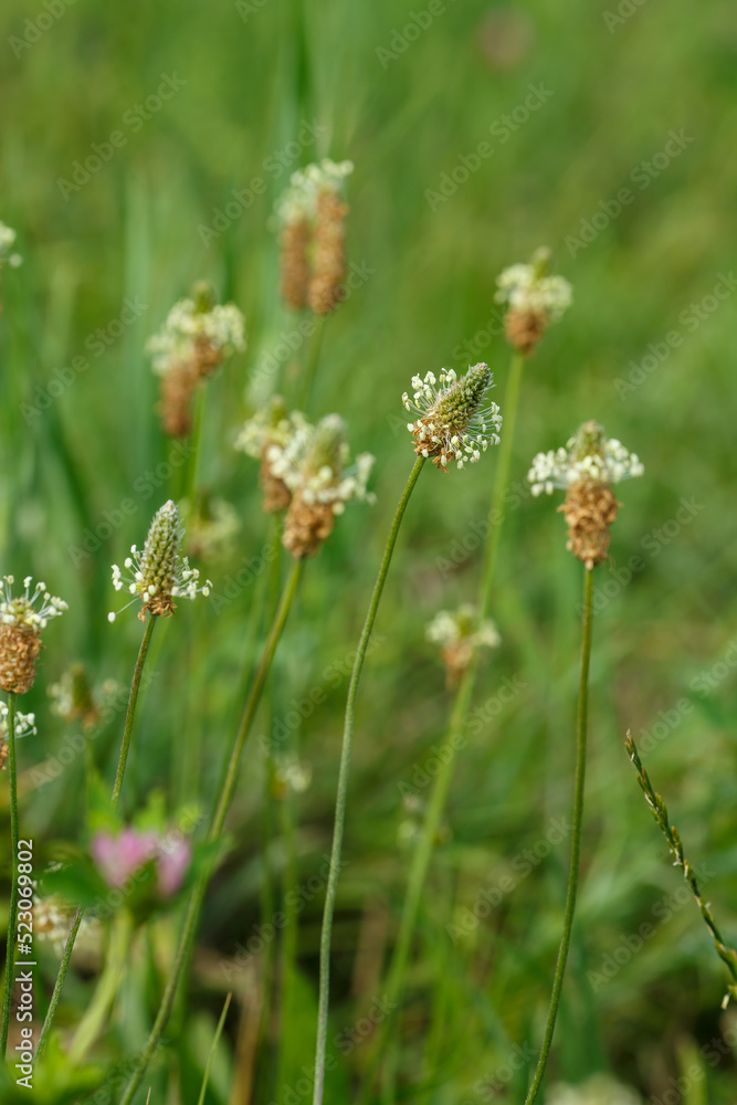 Plantain large is blossoming, or flowers of Greater plantain ( lat. Plantago major ) is a herbaceous plant Plantain large is blossoming, or flowers of Greater plantain ( lat. Plantago major ) is a herbaceous plant