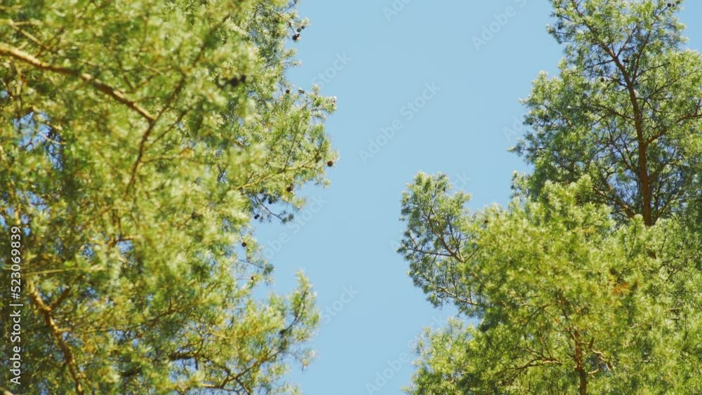Looking up pine tree tops, clear blue sky background, shallow depth of field, only few branches in focus Looking up pine tree tops, clear blue sky background, shallow depth of field, only few branches in focus