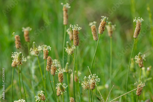 Plantain large is blossoming, or flowers of Greater plantain ( lat. Plantago major ) is a herbaceous plant