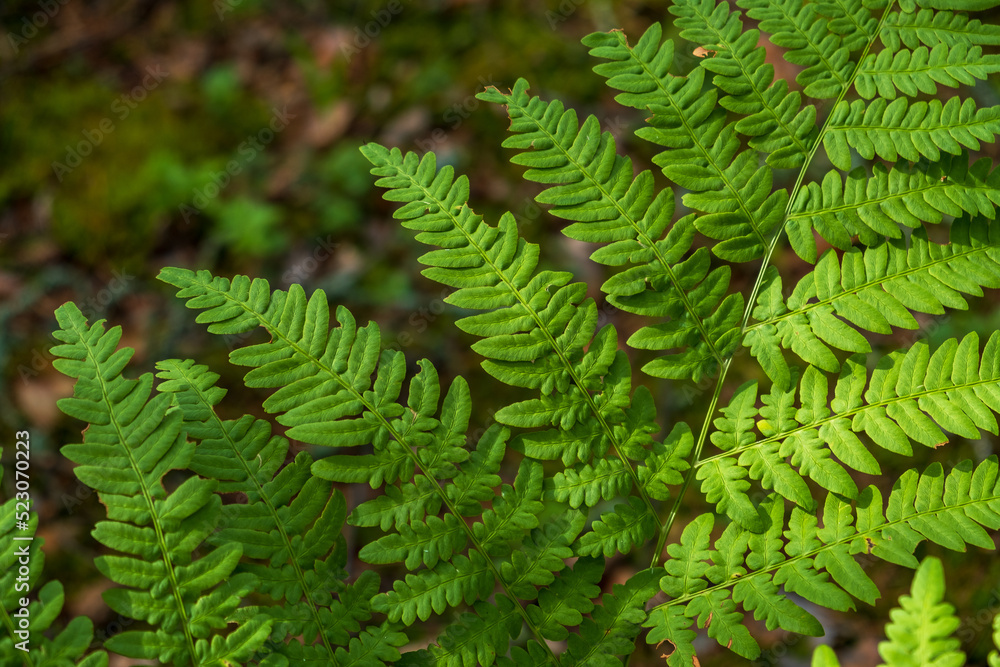 Close-up leaves of the oldest plant ferns in the forest. Environment. Selective focus. Close-up leaves of the oldest plant ferns in the forest. Environment. Selective focus.