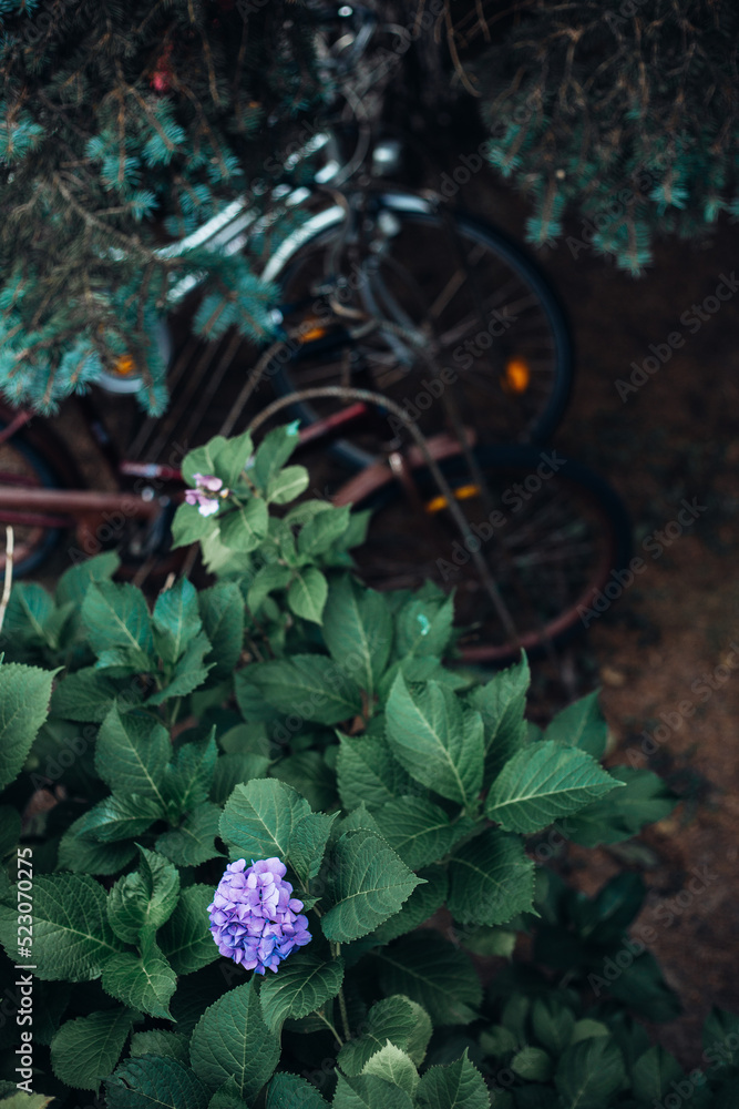 Hydrangea flowers on the backyard