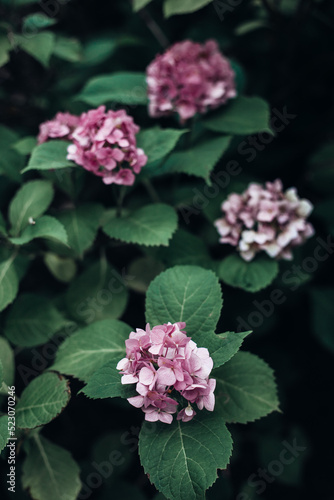 Hydrangea flowers on the backyard