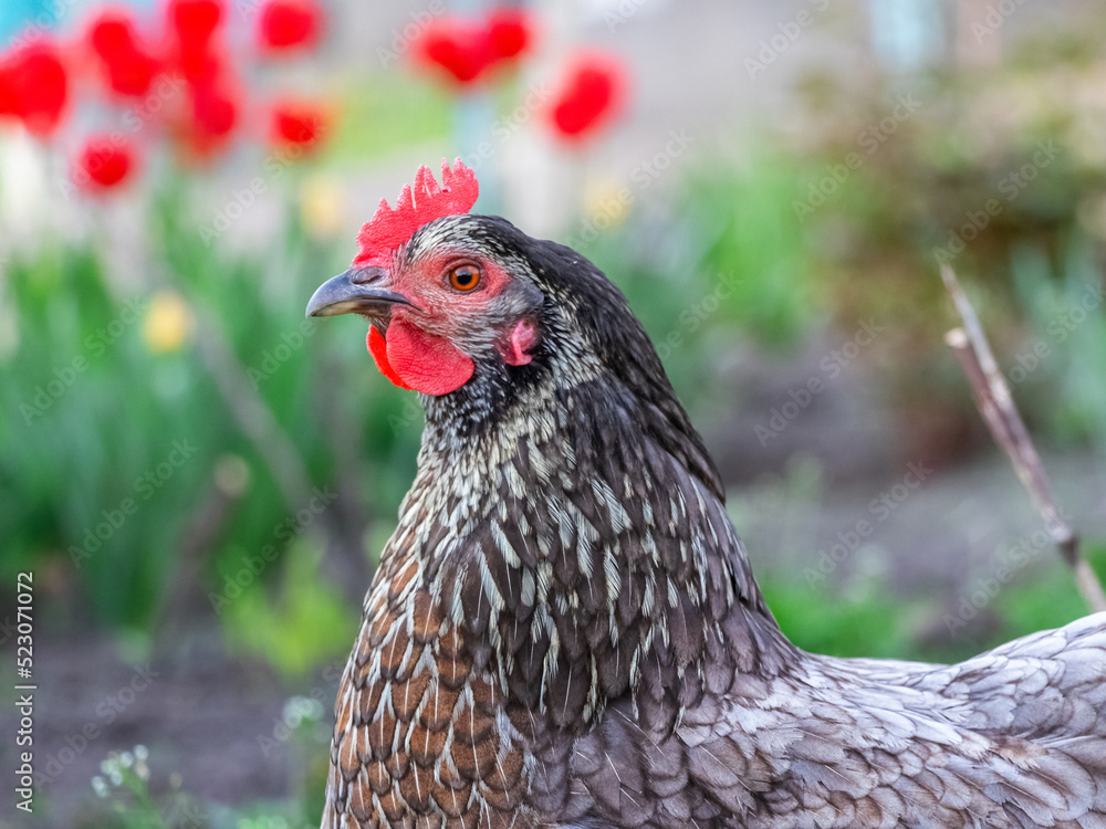 Black variegated chicken in the garden among flowers. Close-up portrait of a chicken