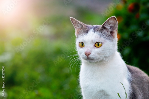 White spotted cat in the garden in sunny weather on a blurred background